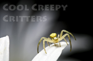 CrabSpider