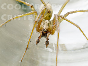 housespider copy