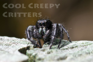 Jumping Spider