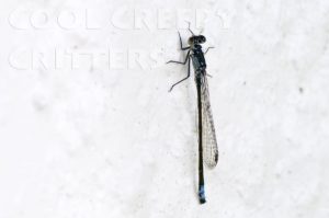 Damselfly