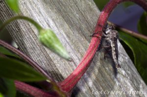 Robber Fly