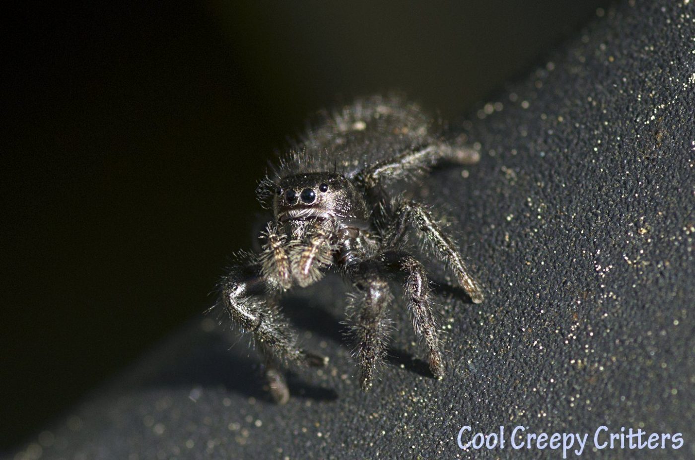 Jumping Spider