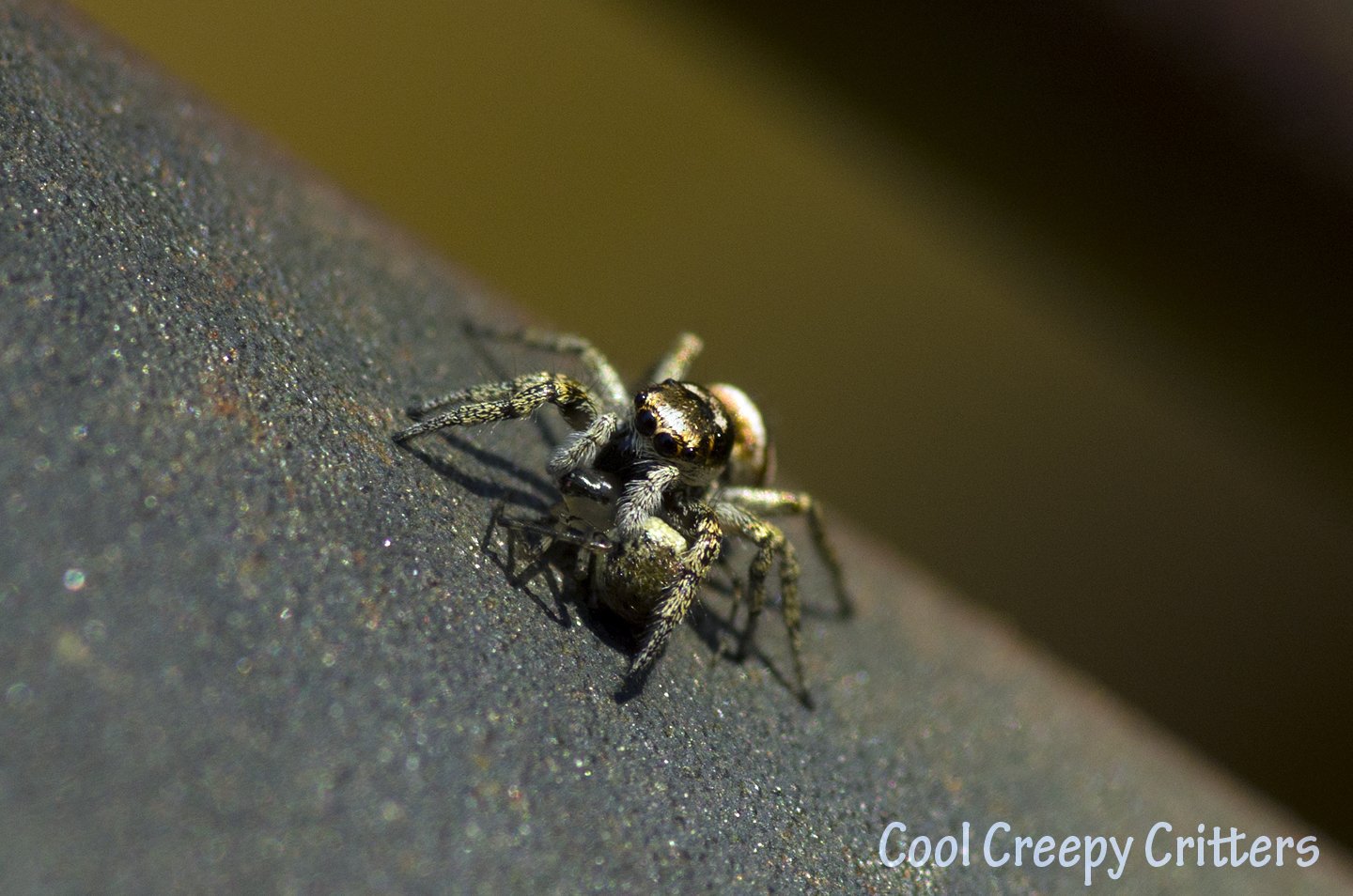 Jumping Spider