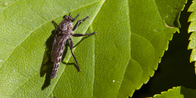 Robber Fly