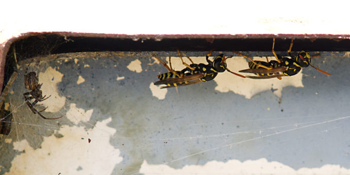 Spider and Wasp Nest