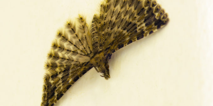 Twenty Plume Moth at rest