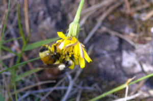 Bumblebee Eating Dandelion