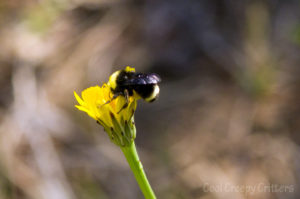 Bumblebee on dandelion