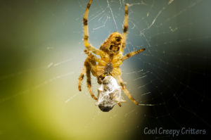 Garden Spider Feeding