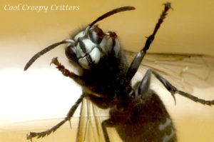 Yellowjacket Wasp