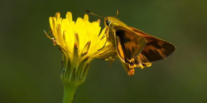 Dun Skipper on Dandelion